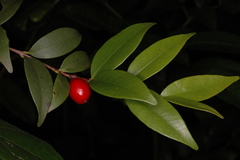 Eugenia cotinifolia subsp. phyllyraeoides